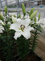 [4613 VZ W08 3008-02 No01.JPG]